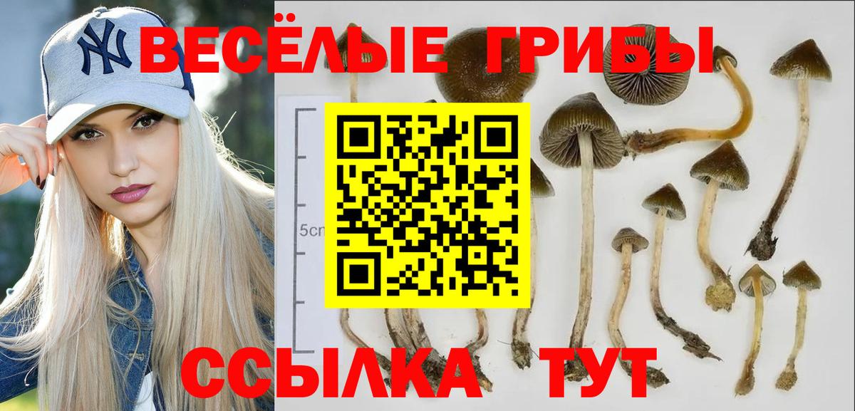 Галлюциногенные грибы Cubensis Димитровград